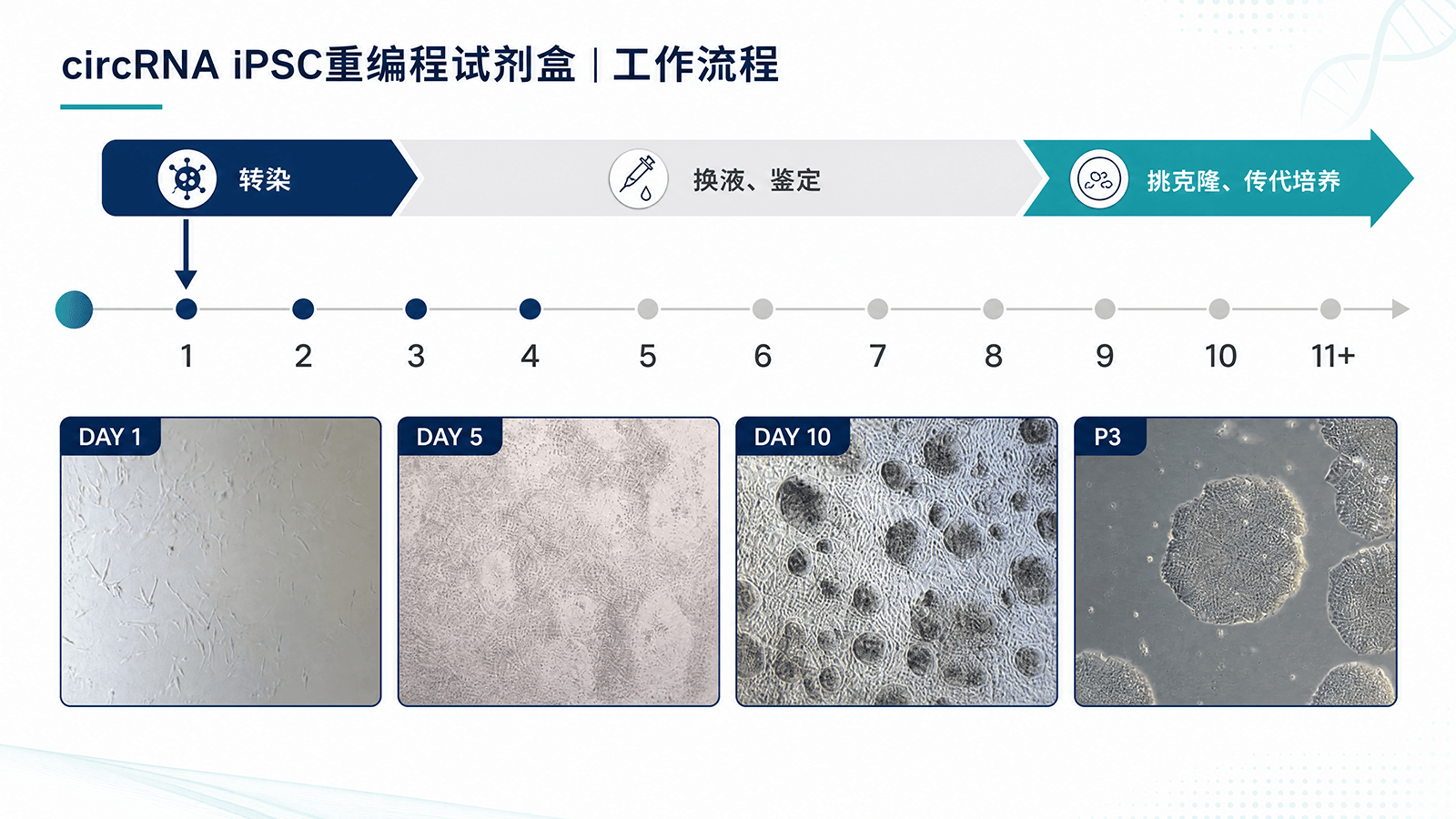 环状RNA iPSC重编程试剂盒